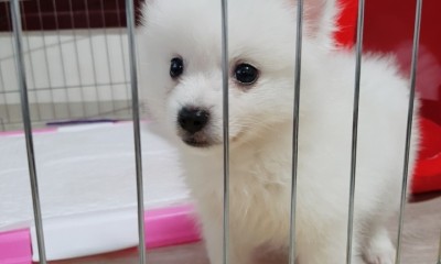 폼피츠 새끼강아지,스피츠