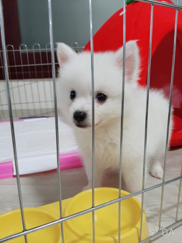 폼피츠 새끼강아지,스피츠