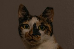 냥이의 종류별 알러지~!@!@ 썸네일