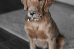 우리집 강아지 개인기 종류와 교육방법, 이미지, 영상,설명 썸네일