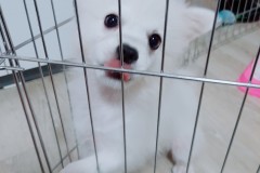 >>>소형견의 평균수명 어떻게될까!?? 썸네일