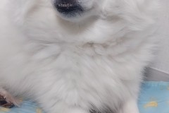 반려견 산책시 리드줄 필히..!!! 썸네일